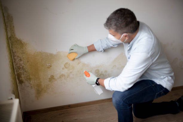 Best Attic Mold Removal  in Arthurtown, SC